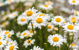 daisys