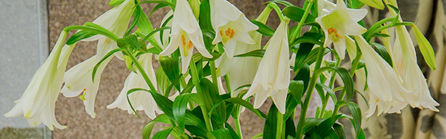 lily flowers